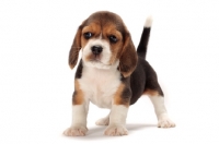 Picture of cute Beagle puppy on white background