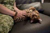 Picture of cute Bengal cat rolling on back with owner tickling belly