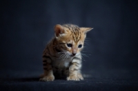 Picture of cute bengal kitten on black background