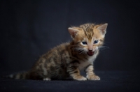 Picture of cute bengal kitten on black background