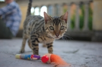 Picture of cute bengal kitten playing with toy out on the balcony