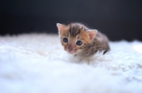 Picture of cute bengal kitten