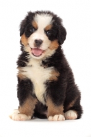 Picture of cute bernese Mountain dog puppy