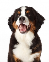 Picture of cute Bernese Mountain Dog puppy