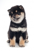 Picture of cute black and tan coloured Shiba Inu puppy