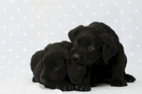 Picture of cute Black Labrador Puppies lying on a blue and white spotted background