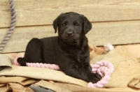 Picture of cute black Labrador puppy with rope