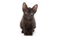 Picture of cute black Peterbald kitten