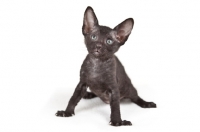 Picture of cute black Peterbald kitten