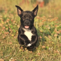 Picture of cute black terrier puppy running in field