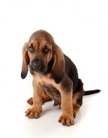Picture of cute Bloodhound puppy