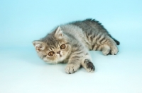 Picture of cute blue persian kitten lying down