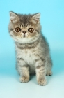 Picture of cute blue persian kitten sitting on blue background