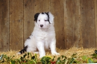 Picture of cute Border Collie puppy in barn