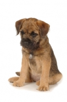 Picture of cute Border Terrier puppy, sitting down