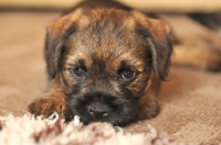 Picture of cute Border Terrier puppy with head on ground looking up