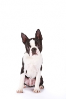Picture of cute Boston Terrier on white background