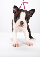 Picture of cute Boston Terrier puppy, front view