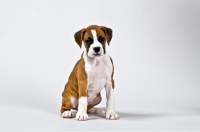 Picture of cute Boxer puppy sitting on white background