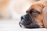 Picture of cute Boxer puppy sleeping