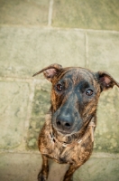 Picture of cute brindle dog