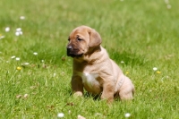 Picture of cute Broholmer puppy