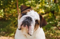 Picture of cute Bulldog looking curious