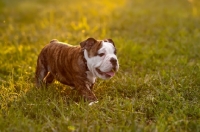 Picture of cute Bulldog puppy