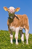 Picture of cute calf in summer