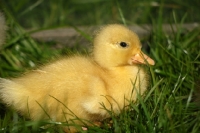 Picture of cute Call duckling