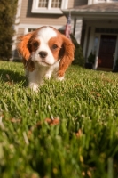 Picture of cute Cavalier King Charles Spaniel puppy, walking from home