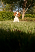 Picture of cute Cavalier King Charles Spaniel pup in garden