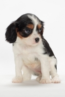 Picture of cute Cavalier King Charles Spaniel puppy