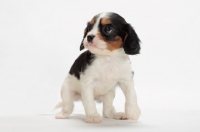 Picture of cute Cavalier King Charles Spaniel puppy on white background