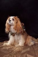 Picture of cute cavalier king charles spaniel