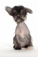 Picture of cute Chinese Crested puppy