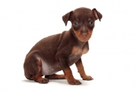 Picture of cute chocolate and tan Miniature Pinscher puppy