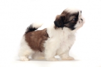 Picture of cute chocolate and white Shih Tzu puppy on white background