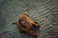 Picture of cute chocolate Labrador puppy on beach
