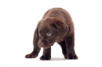 Picture of cute chocolate Labrador Retriever puppy