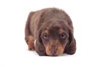 Picture of Cute chocolate Tan coloured longhaired miniature Dachshund puppy