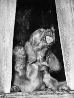 Picture of cute Cocker Spaniel licking window with paw up