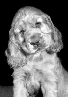 Picture of cute Cocker Spaniel puppy on black background
