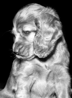 Picture of cute Cocker Spaniel puppy