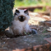 Picture of cute colourpoint kitten, seal point, (Aka: Persian or Himalayan)
