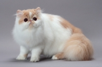 Picture of cute cream and white Persian cat looking at camera