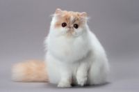 Picture of cute cream and white Persian cat looking at camera, front view