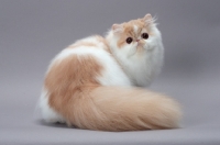 Picture of cute cream and white Persian cat back view