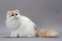 Picture of cute cream and white Persian cat sitting on grey background