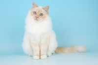 Picture of cute cream point birman cat